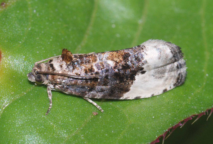 Tortricidae  N� 76